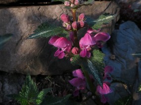 古董油画花卉与江夏区功能性花卉定做价格花卉古典油画